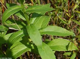 Image result for Lobelia minutula