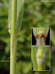 Image result for Bromus leptoclados