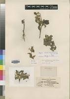 Image result for Aspilia ciliata