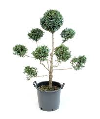 The tall tree is cedar of lebanon. Boulevard Falsecypress Oriental Pompon Topiary Bower Branch