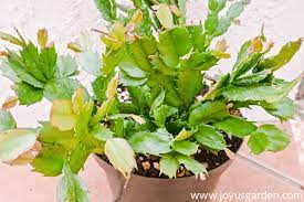 Learn how to care for christmas cacti, thanksgiving cacti, and easter cacti, including how to water a christmas cactus correctly. Houseplant Repotting Christmas Cactus Joy Us Garden
