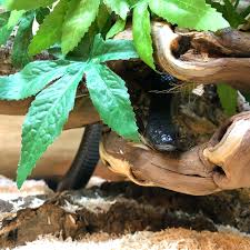 10% coupon applied at checkout. King Snake Jensen S Reptiles