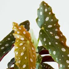 Image result for Brownleea maculata