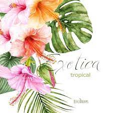 Alii tropical hawaiian flowers coupons & promo codes 2020. Watercolor Flamingo Flowers Leaves Tropical Frames Clipart Etsy Hawaiian Flower Drawing Tropical Frames Flower Bouquet Drawing