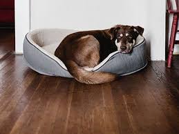 Dog Friendly Flooring Choices For Your Portland Pooch Floor Factors Dog Friendly Flooring Extra Large Dog Bed Dog Bed Large