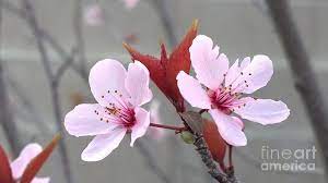 About the flowering plum tree. Blossoms Of The Japanese Plum Tree In Las Vegas Nevada 2 Photograph By Jennifer E Doll