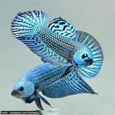 Cupang alam dari kalimantan… albimarginata. Wallapaper Ikan Cupang Alam Ikan Cupang Ikan Betta