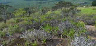 Image result for Pseudobersama mossambicensis