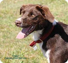 W quincy pl, morrison, co 80465, usa. Charlie German Shorthaired Pointer German Shepherd Mix 1991 2002 Australian Shepherd Blue Merle Blue Merle Australian Shepherd Puppy Australian Shepherd