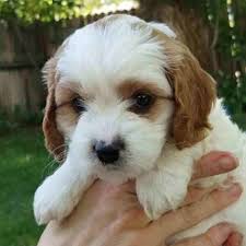 They have low shedding, a sweet, round face with floppy ears. Cavapoos Teacup Cavapoo Puppies For Sale Precious Doodle Dogs