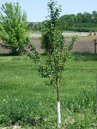 Here is how to tell if you are looking at a maple tree: Growing Stone Fruits In The Home Garden Umn Extension