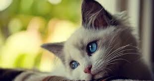 Dunia Keperawatan Asuhan Keperawatan Jiwa Isolasi Sosial