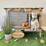 Premium Wooden Cat House for Feral and Stray Cats ...