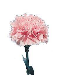 Carnation Flower Lifespan Best Flower Wallpaper