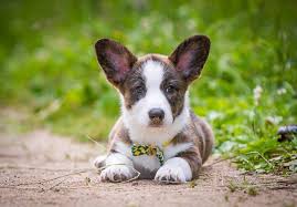 Spud is a neutered male cardigan welsh corgi mix, approx. Cardigan Welsh Corgi Adoption Petsidi