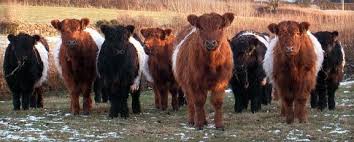 Black And White Cow Breeds Uk Black Dun Red Belted Galloway Cattle Bittleford Farm Galloway Cattle Breeds Of Cows Miniature Cow Breeds