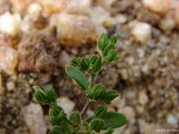 Image result for Polycarpon prostratum