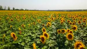 Maybe you would like to learn more about one of these? Pemandangan Bunga Stok Video Pemandangan Bunga Rekaman Bebas Royalti Depositphotos