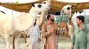 Dil pasand cattle farm 2018 ke bull ki qurbani in dha karachi #karachi #sohrab #goth #cow #mandi #bakra #eid #in. Camel Qurbani Camel Mandi Faisalabad Pakistan Bakra Eid Update 24 July 2019 Youtube