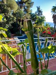 Image result for Brillantaisia cicatricosa