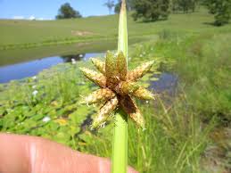 Image result for Schoenoplectiella mucronata