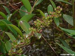 Image result for Rawsonia lucida
