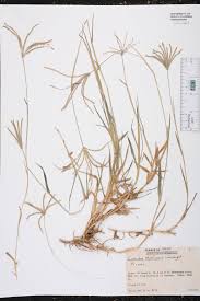 Image result for Cynodon nlemfuensis