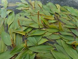 Image result for Potamogeton nodosus