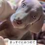 『合ってはいるんだけどね…』大型犬に"おすわり"をさせた結果…まるで人間のような『まさかの座り方』に爆笑「声出して笑ったｗ」「賢い」 (2025年6月17日)