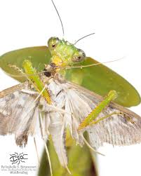 Image result for Entada chrysostachys