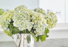 The xylem are tiny tubes that distribute water and nutrients to the rest of the plant. Cut Hydrangeas Wilting Use This Simple Trick To Revive Your Blooms Better Homes Gardens