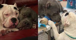 Dogs Lovingly Comfort Each Other After Owner Dies In Tragic Hiking Accident