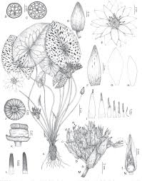 Image result for Nymphaeaceae