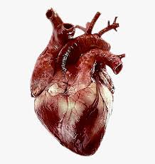 Worldwide shipping available at society6.com. Human Heart Human Heart Anatomy Heart Images Hd