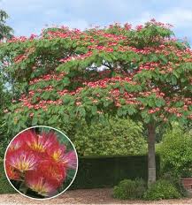 Fleurs En Ligne Jacques Briant Albizia Rouge De Tuiliere Arbres Potager Rosiers Vivaces Arbustes Fruitiers Pour Jardin Albizia Arbuste Fleurs En Ligne