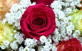 Just put this picture in any background and it will look perfect. Rose Bokeh Hd Images Latest Buffet Ideas