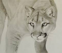 Below the head sketch out the torso of our lion. Mountain Lion Drawing By Karen Standifer