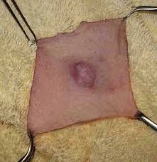 Image result for mastocytoma in dogs