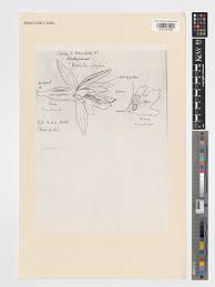 Image result for Nervilia petraea