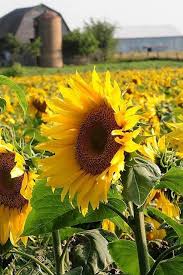Give yourself plenty of time. The 11 Most Beautiful Sunflower Fields From Across The Country Sunflower Fields Wonderful Flowers Plants