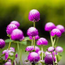 Image result for Gomphrena globosa