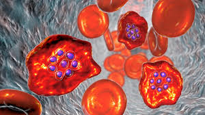 Piperaquine di kalimantan dan sulawesi: Malaria Parasite Has An Inbuilt Clock Cosmos Magazine