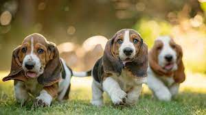 Born with short legs, basset hound puppies are low to the ground and stay that way for the rest of the basset hound eventually made its way to the us. The 105 Most Popular Basset Hound Names Of 2019