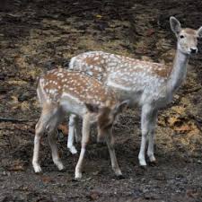 An den befeuchteten waden entsteht verdunstungskälte, die den was nicht hilft. Rehe Im Garten So Schutzt Du Deine Pflanzen Willkommen In Franks Kleinem Garten