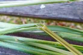 Image result for Cenchrus macrourus