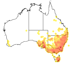 They've been spotted growing in shady areas, such as woodlands, under trees and under bracken and even near sea cliffs. Tall Bluebell Wt Landcare Flora Index