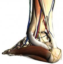 Tarsal Tunnel Syndrome Physiopedia