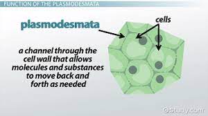 Plasmodesmata Definition Function Video Lesson Transcript Study Com