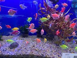 Glofish Tetra – ageofaquariums