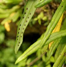 Image result for Lepisorus schraderi